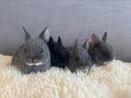 Lieve jonge konijntjes te koop, Dieren en Toebehoren, Konijnen, Meerdere dieren, Klein, 0 tot 2 jaar