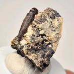 Dinosaurus tand adratiklit, Verzamelen, Ophalen of Verzenden, Fossiel