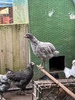 Kippen te koop, Meerdere dieren, Kip