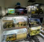 KOOPJES!! Vele verschillende aquaria en stellingen, Ophalen, Zo goed als nieuw