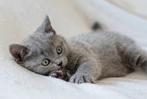 Britse korthaar poes kitten gechipt, Dieren en Toebehoren, Poes, Gechipt, 0 tot 2 jaar