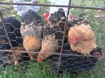 Te koop, Dieren en Toebehoren, Pluimvee, Mannelijk, Kip