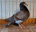 Jonge kleurpostduif, Dieren en Toebehoren, Vogels | Duiven, Geslacht onbekend, Postduif