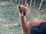 Gezocht : 10 jonge alpaca hengsten en 5 merries, Dieren en Toebehoren, Overige Dieren, April, Geslacht onbekend