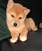 Shiba inu teefje, 8 tot 15 weken, Teef, Eén hond, Nederland