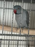 Handtamme halsbandparkieten, Dieren en Toebehoren, Vogels | Overige Vogels, Meerdere dieren, Wildzangvogel, Tam