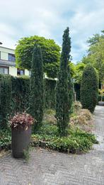 2 boompjes, Tuin en Terras, Planten | Bomen, Ophalen, Volle zon, Overige soorten, 100 tot 250 cm