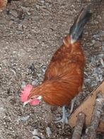 Kippen en hanen verkrijgbaar, Dieren en Toebehoren, Meerdere dieren, Kip