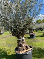 Oude olijfboom met mooie volle kruin NR. BA25V, Tuin en Terras, In pot, Olijfboom, Zomer, Volle zon