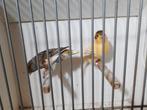 Koppel harlekijn kanaries, Dieren en Toebehoren, Vogels | Kanaries, Meerdere dieren, Kleurkanarie
