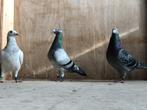 Gezocht: duiven voor veldwerktraining, Dieren en Toebehoren, Vogels | Duiven, Meerdere dieren, Postduif