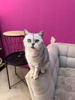3 katten die een fijn huisje zoeken (GRAAG SAMEN WEG), Dieren en Toebehoren, Poes