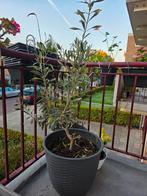 Olijfboom in pot, Volle zon, Vaste plant, Ophalen of Verzenden, Fruitplanten