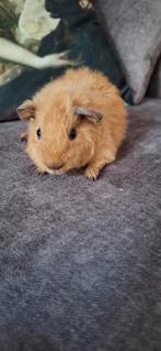 Mooi jong koppeltje Teddy/Gekruinde cavia's, Cavia, Juli, Meerdere dieren, Tam