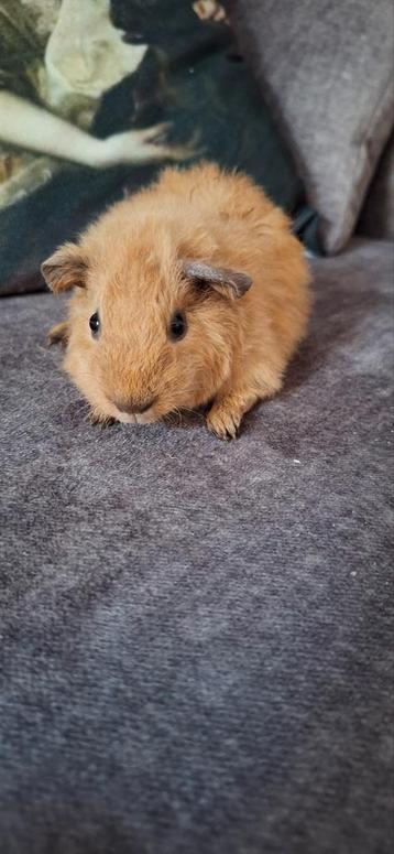 Mooi jong koppeltje Teddy/Gekruinde cavia's  beschikbaar voor biedingen
