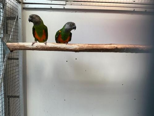 Bonte boeren bewezen koppel, Dieren en Toebehoren, Vogels | Parkieten en Papegaaien, Parkiet, Meerdere dieren, Geringd