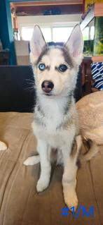 Prachtige husky-puppy's, Dieren en Toebehoren, Honden | Poolhonden, Keeshonden en Oertypen, Reu, 8 tot 15 weken, Poolhond, Meerdere