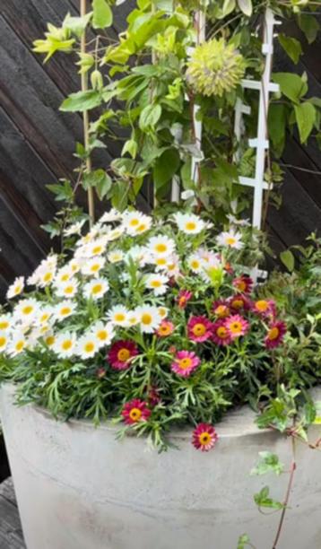 Robuuste Plantenbak beschikbaar voor biedingen