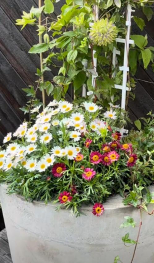 Robuuste Plantenbak, Tuin en Terras, Bloembakken en Plantenbakken, Nieuw, Beton, Binnen, Balkon, Tuin, 30 tot 60 cm, Minder dan 60 cm