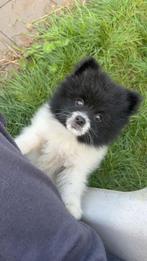 Zwart Wit Pomeranian Pomeriaan Pup Reutje, Dieren en Toebehoren, Keeshond, Reu, 8 tot 15 weken, Eén hond