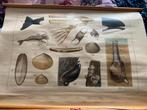 Oude schoolplaat Aan het strand, Verzenden, Natuur en Biologie