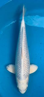 Schitterende ginrin platium ogon,nisai, 43cm,kweker Sakazume, Dieren en Toebehoren, Karper of Koi