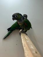 Pyrrhura Rupicola, Meerdere dieren, Parkiet, Tam