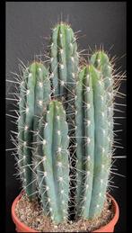Stetsonia coryne cactus kamerplant (Groot), Huis en Inrichting, Kamerplanten, Cactus, Minder dan 100 cm, Ophalen of Verzenden