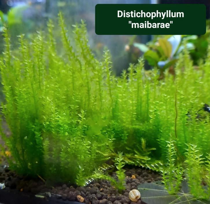 Distichophyllum "Maibarae", Dieren en Toebehoren, Vissen | Aquaria en Toebehoren, Zo goed als nieuw, Plant(en), Steen of Hout