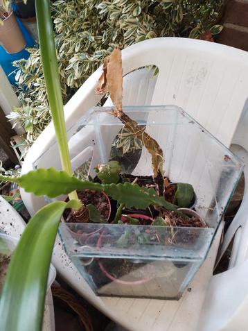 Diverse kamerplanten en stekken, parapluplant  beschikbaar voor biedingen