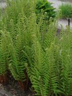 Mannetjes varen - Dryopteris filix-mas, Tuin en Terras, Planten | Tuinplanten, Ophalen, Overige soorten, Volledige schaduw