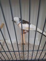 suppe mooie grote man, Dieren en Toebehoren, Mannelijk