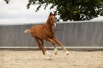 Mooi veulen, Dieren en Toebehoren, Niet van toepassing, Dressuurpaard, 0 tot 2 jaar, Hengst