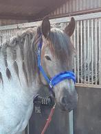 Trekpaarden halster  met bont, Ophalen, Zo goed als nieuw