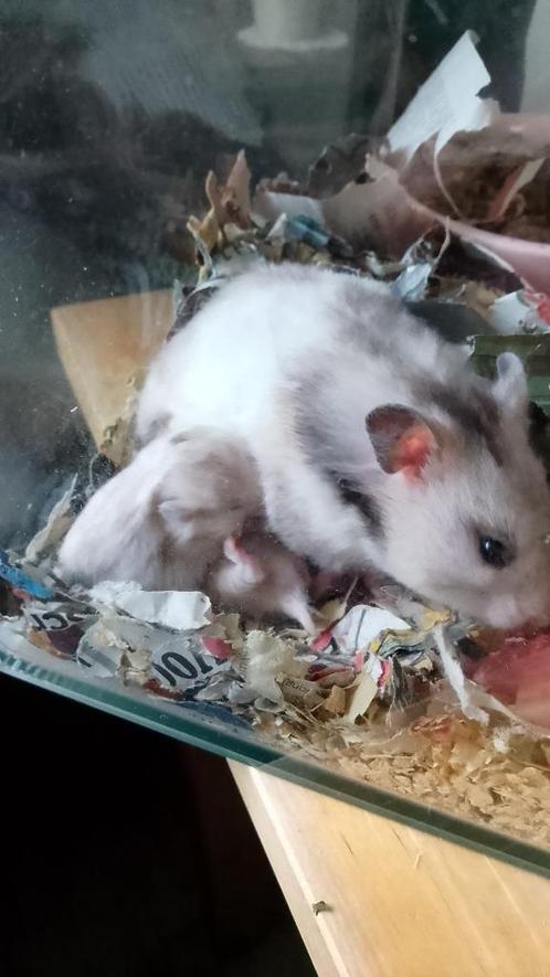 Hamsters, Dieren en Toebehoren, Knaagdieren, Meerdere dieren, Hamster, Na 1 juli 2024, Tam