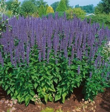 Grote planten Agastache/ Dropplant biologisch gekweekt  beschikbaar voor biedingen