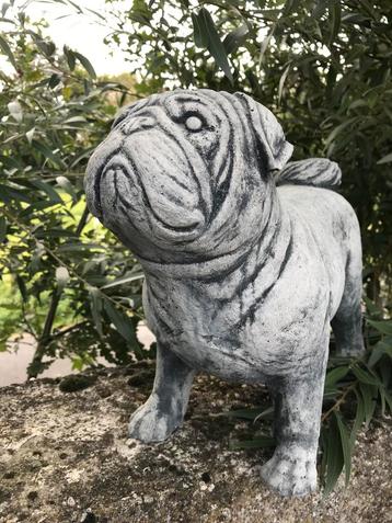 Mopshond Mops 20kg 45cm Keizer Hond Mopshond Carlin Carlino beschikbaar voor biedingen