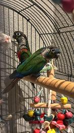 koppel pyrrhura perlata uit 2023, Dieren en Toebehoren, Vogels | Parkieten en Papegaaien, Meerdere dieren, Parkiet, Geringd