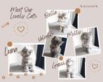 Maine Coon X Ragdoll kittens, Meerdere dieren, Ontwormd, 0 tot 2 jaar