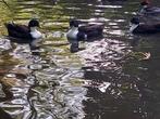 Kwakers, Dieren en Toebehoren, Pluimvee, Meerdere dieren, Eend
