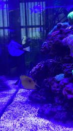 Zeeaquarium vissen Picasso doktersvis, Dieren en Toebehoren, Vis, Zoutwatervis
