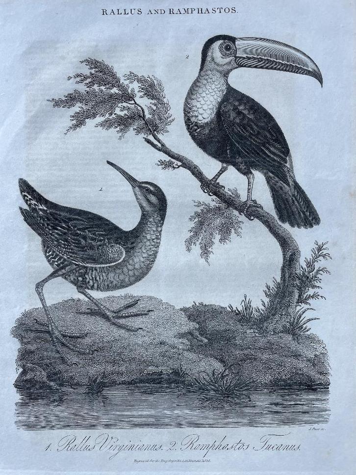1826 Vogels De Ballus Virginnianus en de ramphastos Tucanu, Antiek en Kunst, Kunst | Etsen en Gravures, Ophalen of Verzenden