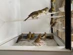 Timbrado kanaries 2025, Dieren en Toebehoren, Vogels | Kanaries, Meerdere dieren, Zangkanarie