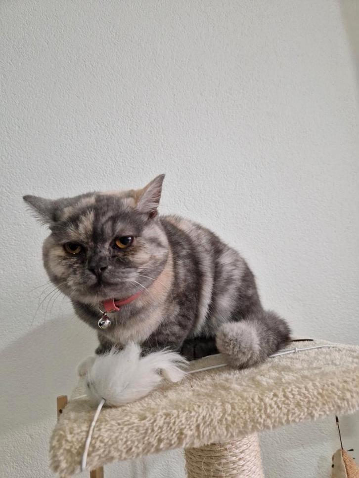 Kitten 6 mnd oud britse kortkorthaar, Dieren en Toebehoren, Katten en Kittens | Raskatten | Korthaar, Poes, Ontwormd