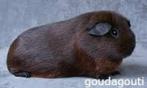 1-1 Goud Agouti Cavia s, Dieren en Toebehoren, Cavia, Augustus, Meerdere dieren, Tam