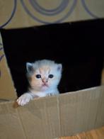 moeder heeft Stamboom Britse Korthaar Kittens, Lief Mannetje, Dieren en Toebehoren, Katten en Kittens | Raskatten | Korthaar, Kater