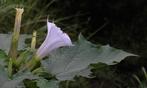 Doornappel (Datura stramonium) zaden paarse bloemen, Ophalen of Verzenden, Gehele jaar, Volle zon, Zaad