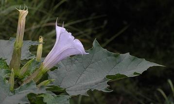 Doornappel (Datura stramonium) zaden paarse bloemen beschikbaar voor biedingen