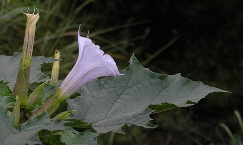 Doornappel (Datura stramonium) zaden paarse bloemen, Tuin en Terras, Bloembollen en Zaden, Zaad, Gehele jaar, Volle zon, Ophalen of Verzenden