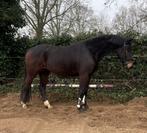 Veel belovende sterk bewegende 3,5 jarige KWPN ruin, Dieren en Toebehoren, Met stamboom, Ruin, Dressuurpaard, 3 tot 6 jaar